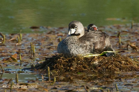 Pied-billed Grebe