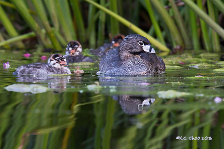 Pied-billed Grebe