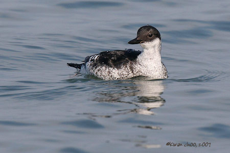 Pigeon Guillemot
