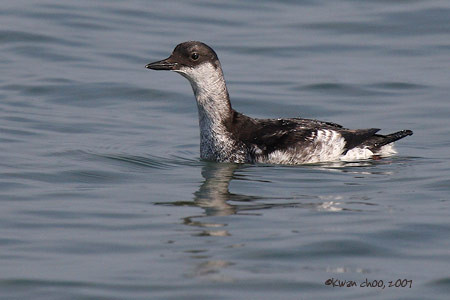 Pigeon Guillemot