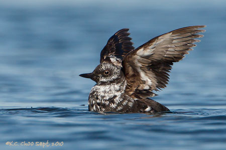 Pigeon Guillemot