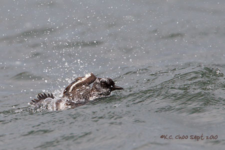 Pigeon Guillemot
