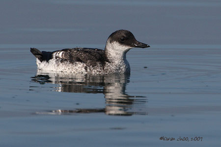 Pigeon Guillemot