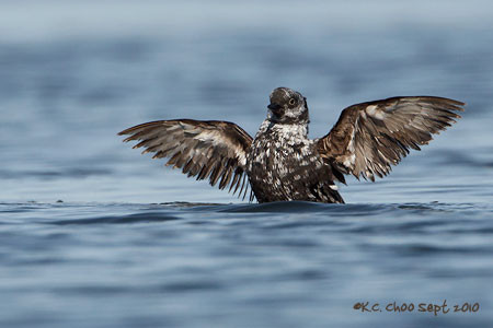 Pigeon Guillemot