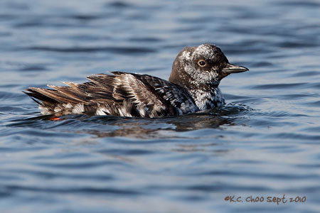 Pigeon Guillemot