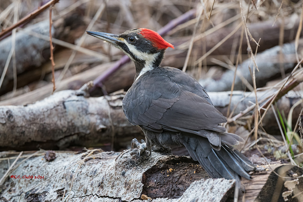 Pileated Woodpecker