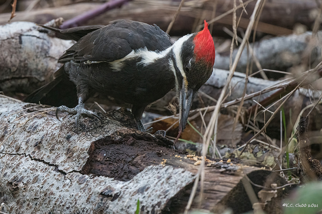 Pileated Woodpecker