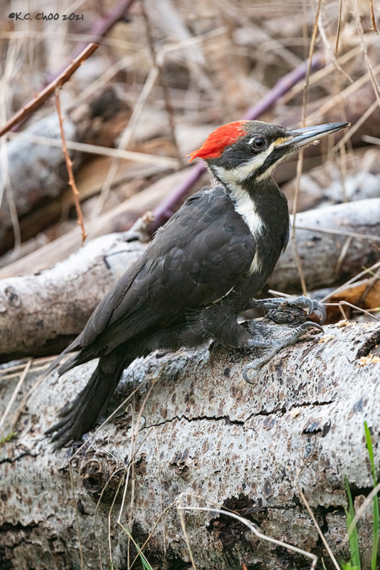 Pileated Woodpecker