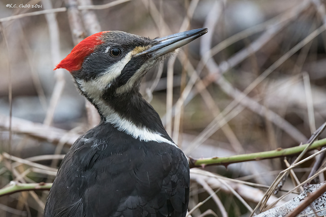 Pileated Woodpecker
