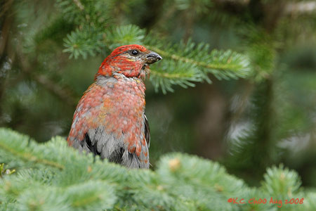 Pine Grosbeak