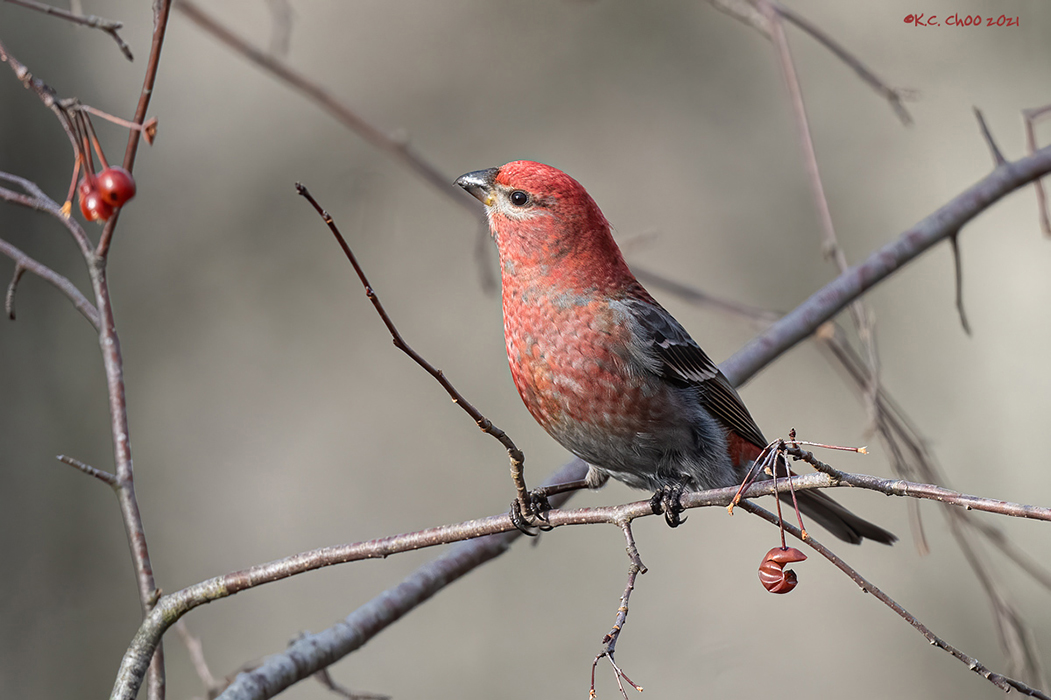 Pine Grosbeak