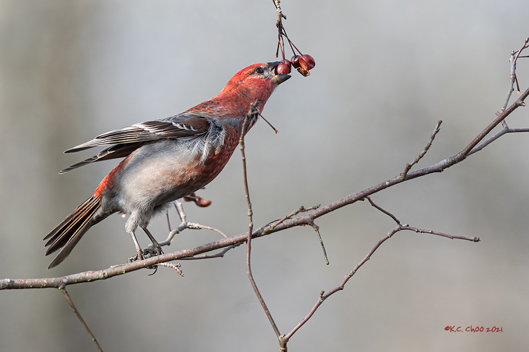 Pine Grosbeak