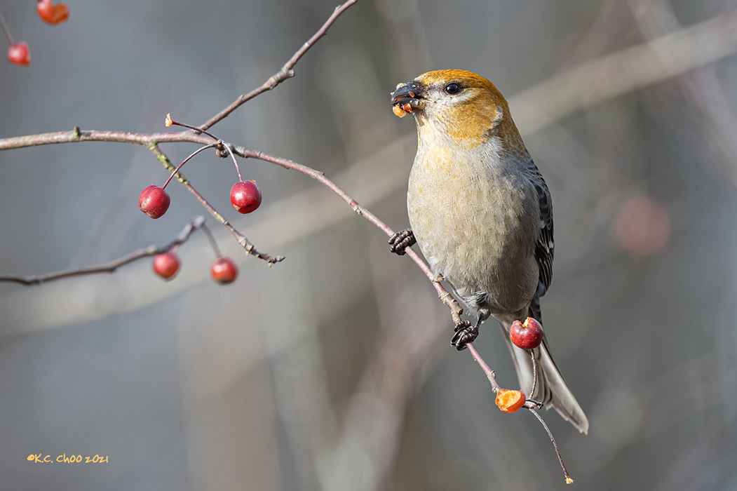 Pine Grosbeak