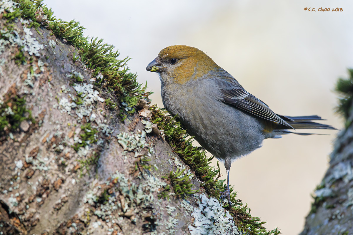 Pine Grosbeak