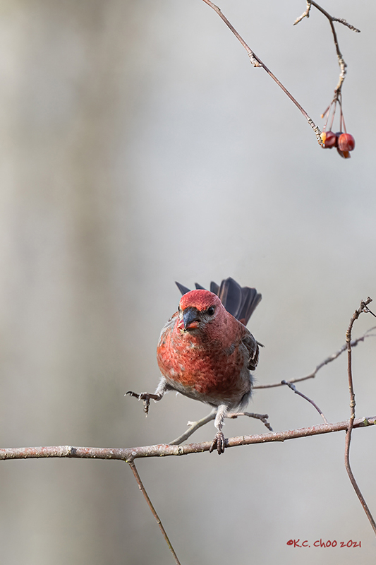Pine Grosbeak
