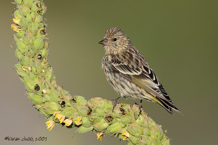 Pine Siskin