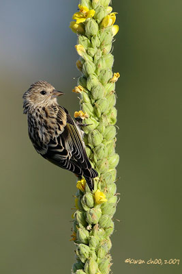 Pine Siskin