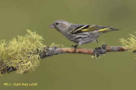 Pine Siskin