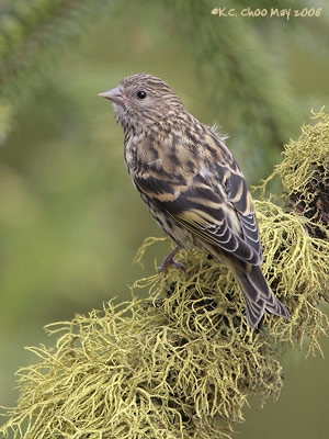 Pine Siskin