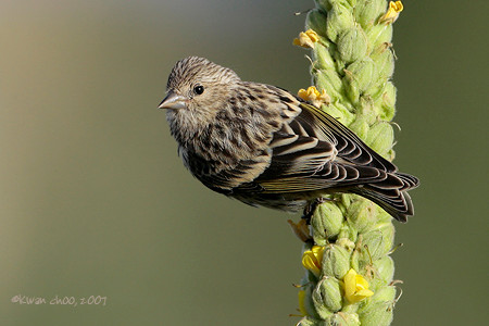 Pine Siskin