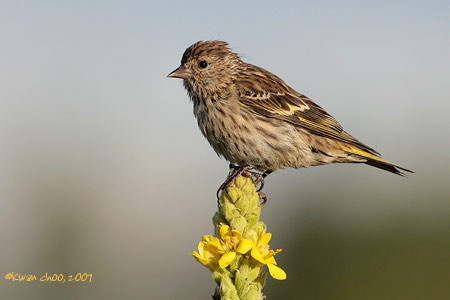 Pine Siskin