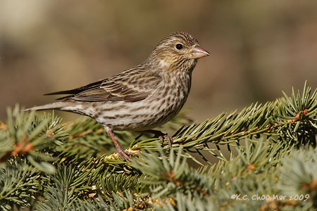 Pine Siskin