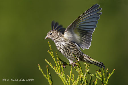 Pine Siskin