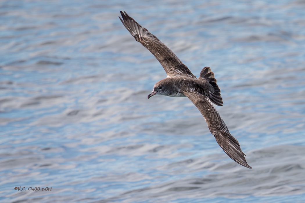 Pink-footed Shearwater