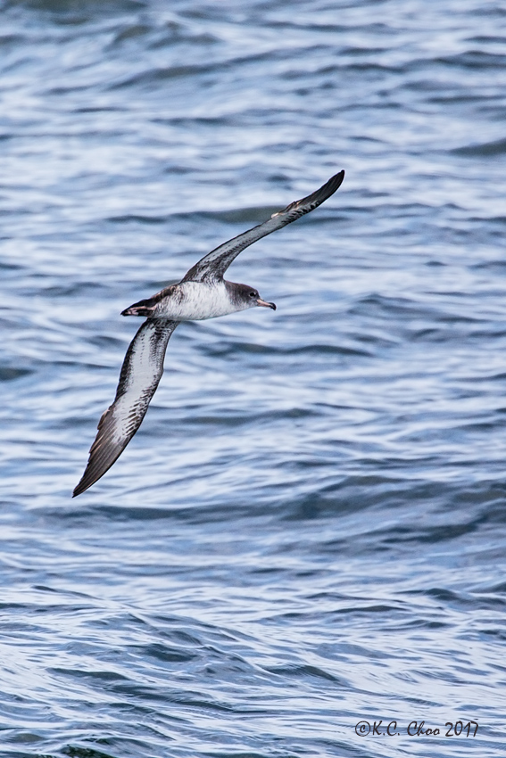 Pink-footed Shearwater