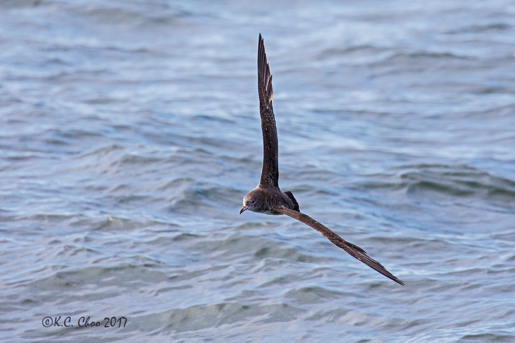 Pink-footed Shearwater
