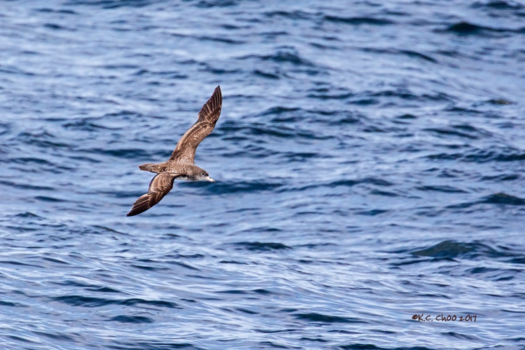 Pink-footed Shearwater