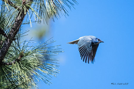 Pinyon Jay