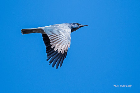 Pinyon Jay