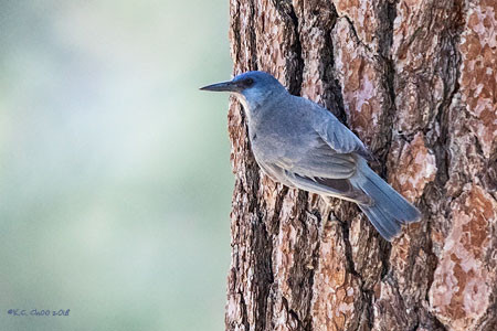 Pinyon Jay