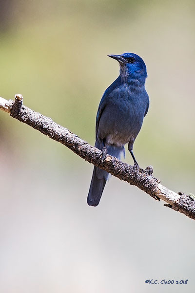 Pinyon Jay