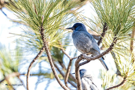 Pinyon Jay