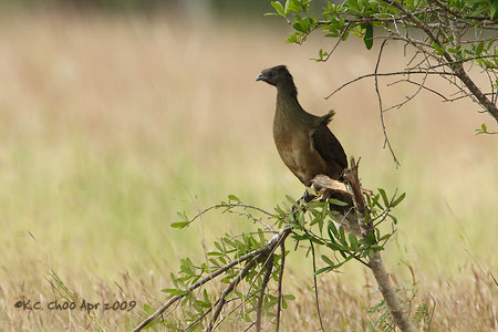 Plain Chachalaca