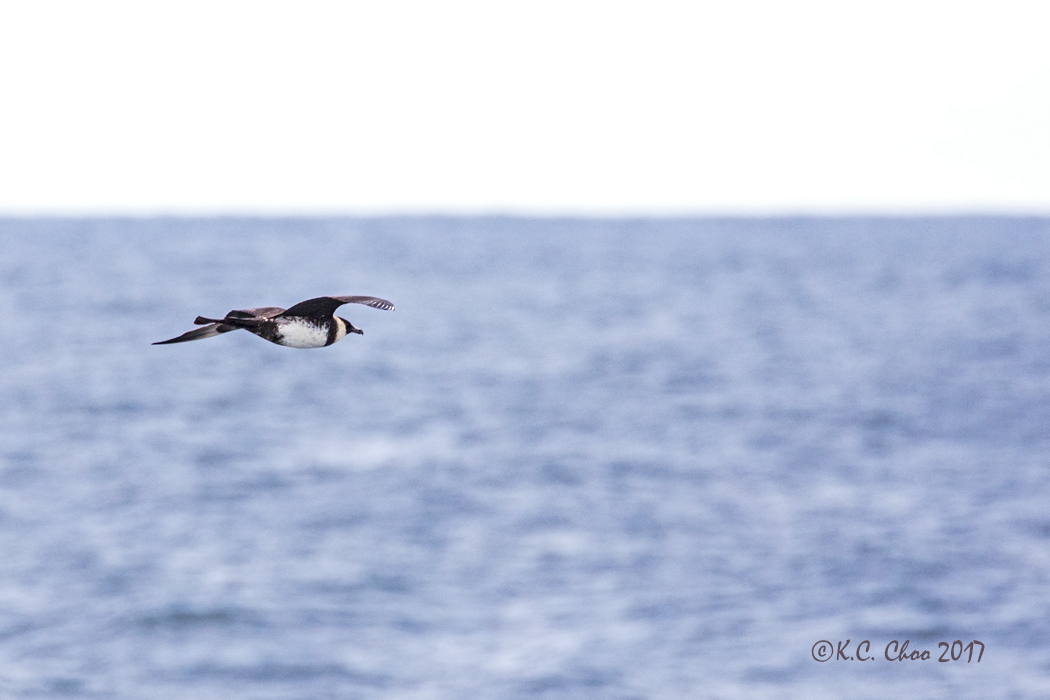 Pomarine Jaeger