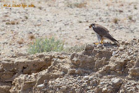 Prairie Falcon