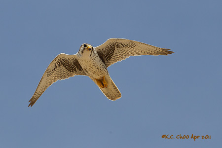 Prairie Falcon