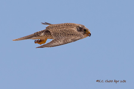 Prairie Falcon