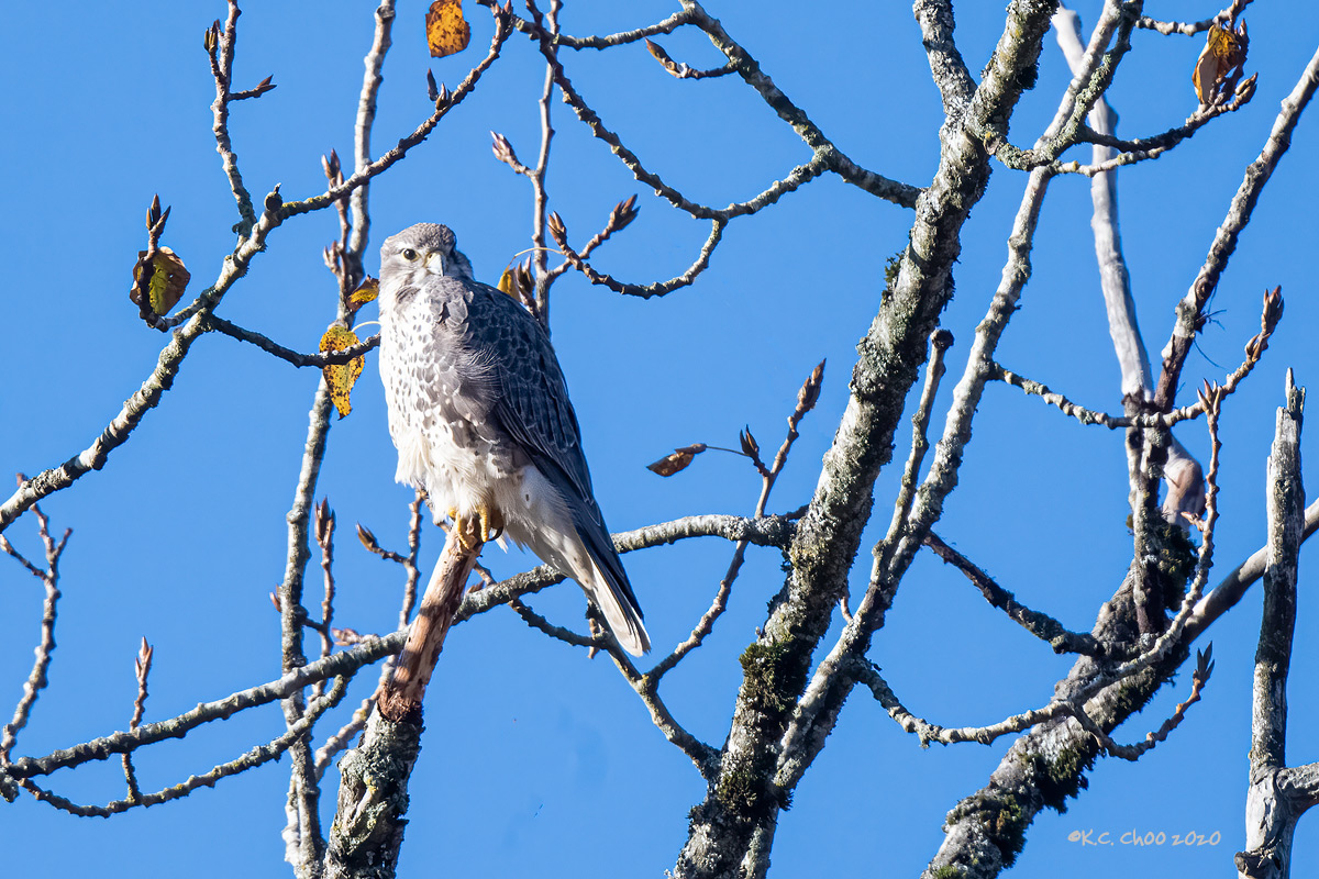 Prairie Falcon