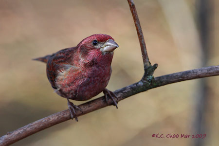 Purple Finch