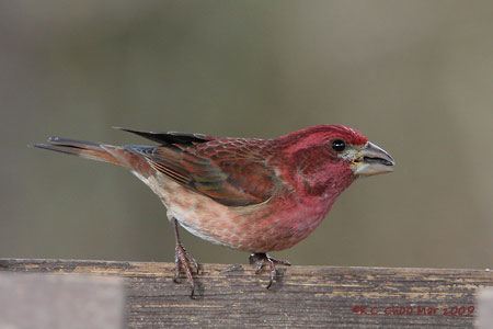 Purple Finch