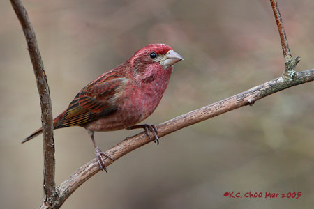 Purple Finch