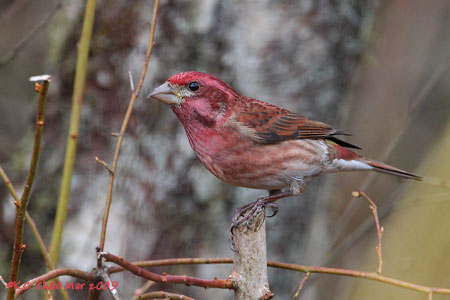 Purple Finch