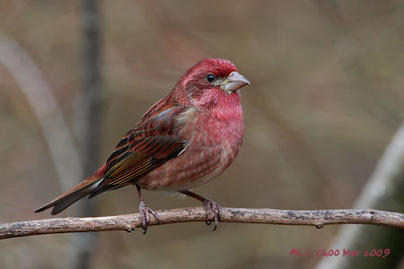 Purple Finch