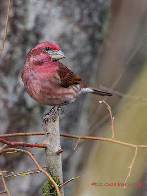 Purple Finch