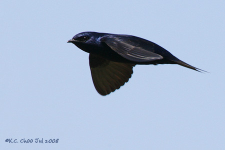 Purple Martin
