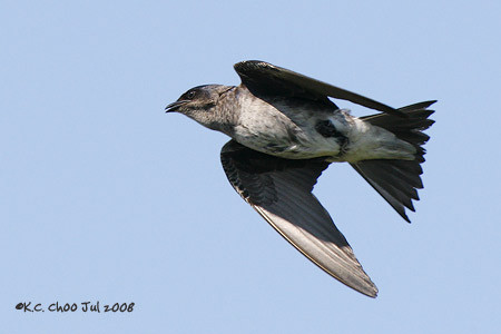 Purple Martin